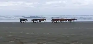 Wild Horses on the beach